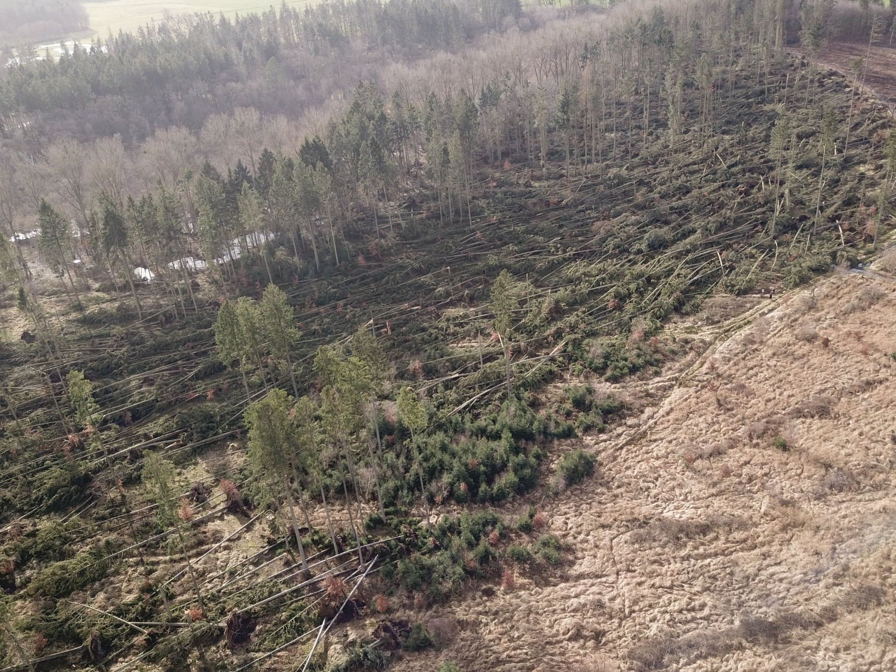 Windthrow damages caused by a the winter storm in January 2022 in North-East Germany